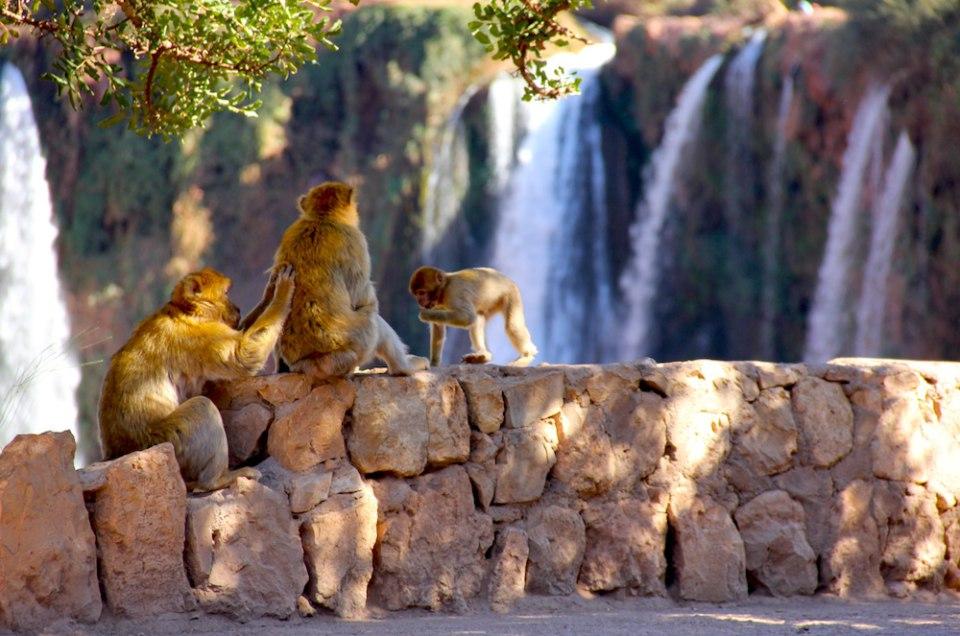 Excursion d’une journée au départ de Marrakech aux chutes d’Ouzoud - photo 5